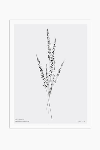 pennisetum_setaceumb_unframed_s_micush_grande